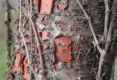 The Magical Uses of Wild Cherry Wood and Bark